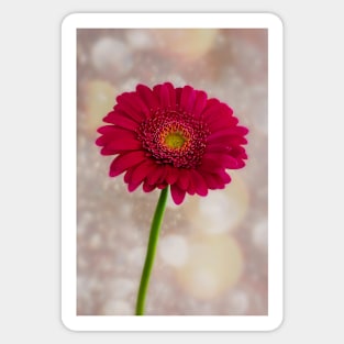 Single Hot Pink Gerbera Sticker